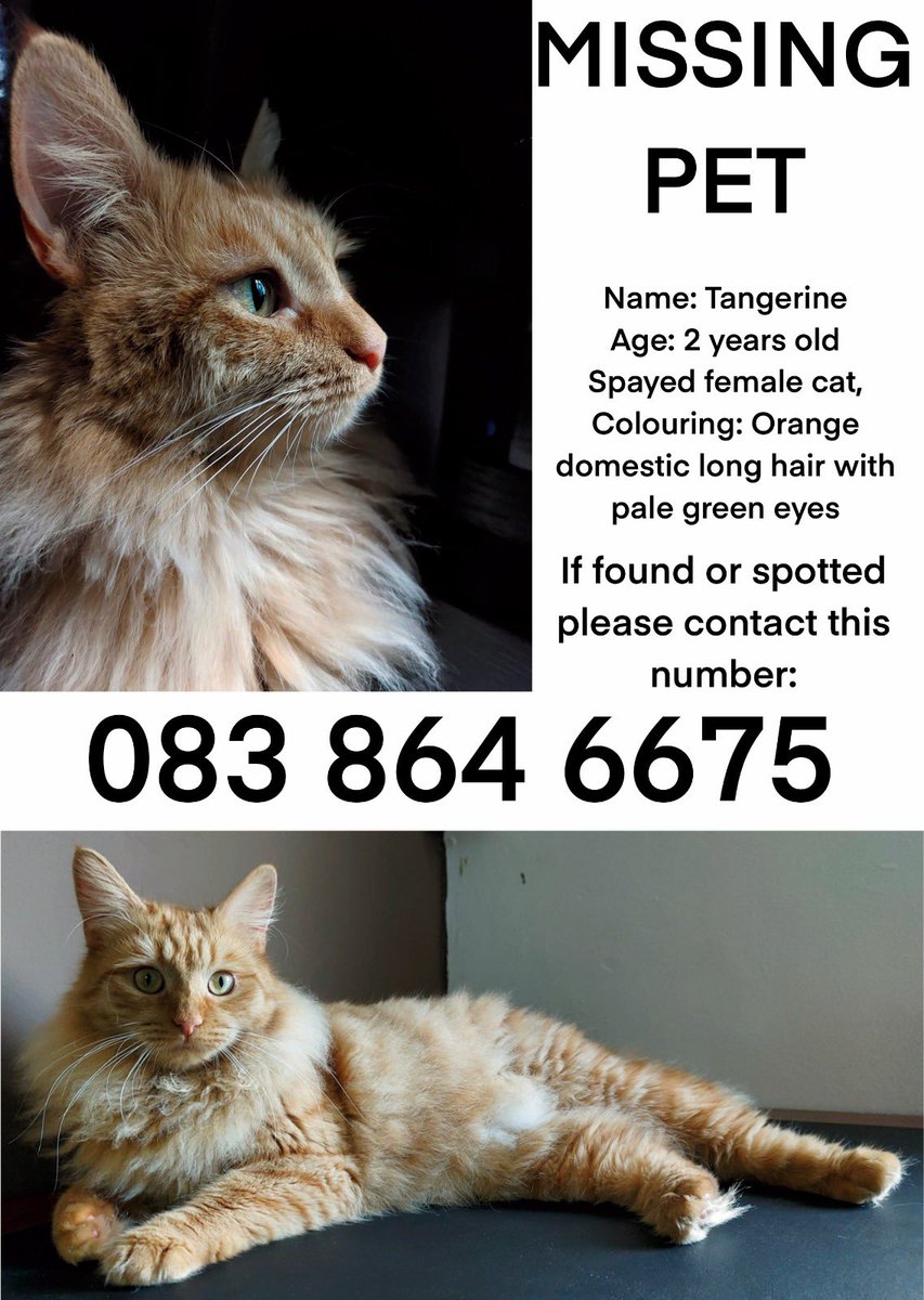 MISSING CAT - NORTH DUBLIN

Posting this on behalf of my sisters best friend Jemma, her indoor cat escaped from the Ardmore Grove area of Beaumont/Artane, Dublin from 1am this morning 31st March and has been missing since. She’s really worried. Any shares much appreciated 🙏