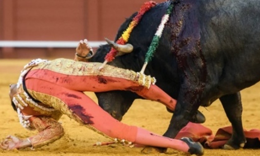 Cuando la Ideología Prevalece la Estupidez Asombra
                                  ¡No le Avisaron al Toro!

La Izquierda Progre no fundamenta sus decisiones en la ciencia, sino en ideologías y el caso de las corridas de toros, es un buen ejemplo

Habla del toreo como una