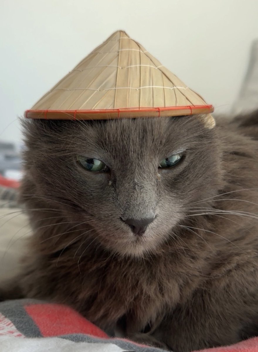 sukre_'s tweet photo. J’ai ramené un chapeau du Vietnam à mon chat https://t.co/YtXODM0qpX