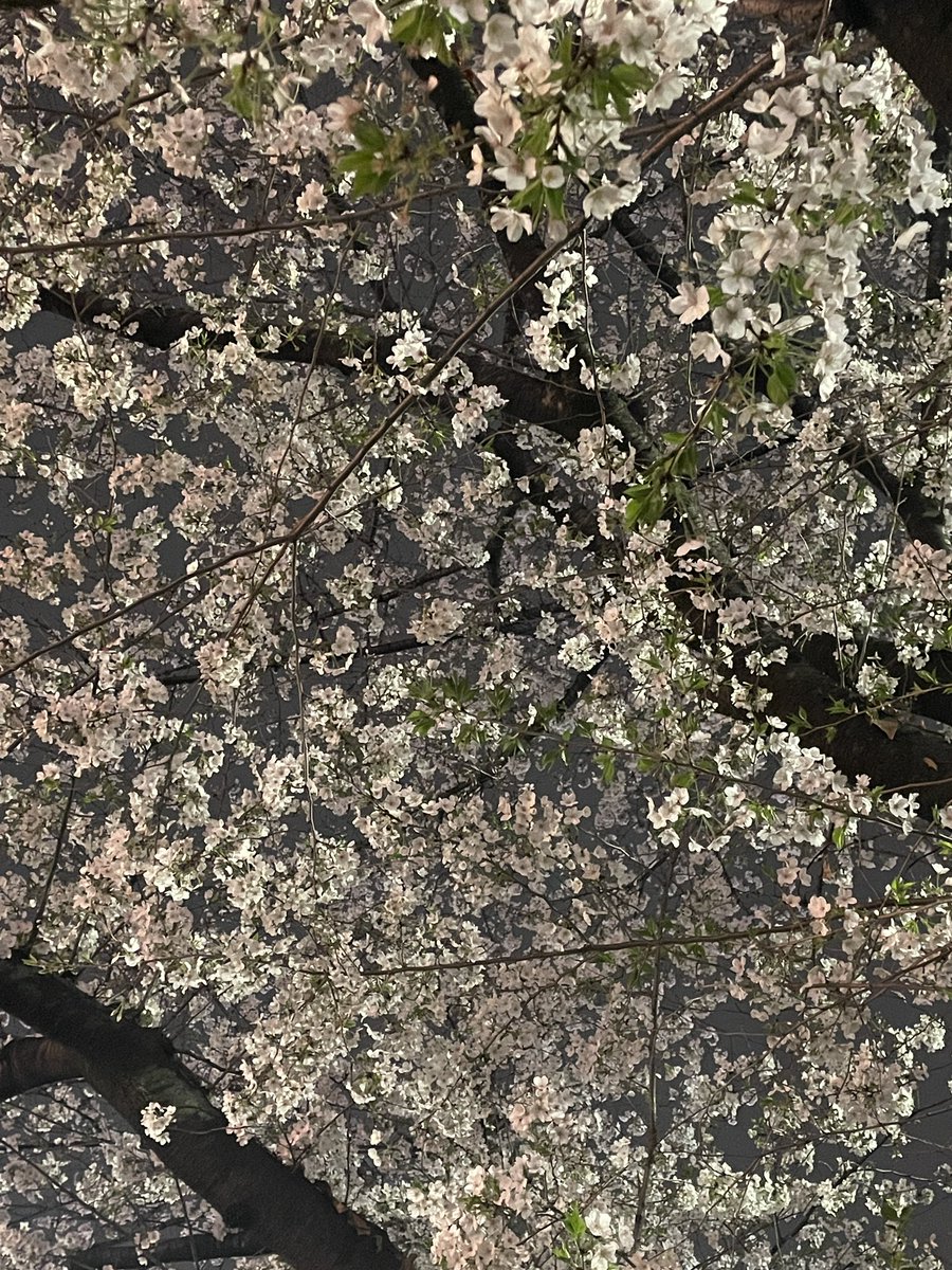 MikioKatura's tweet photo. 「本寸法・噺を聴く会」「おうち落語」ありがとうございました。「長屋の花見」「花見の仇討」を演らせていただきました。先日の「連」から十数年ぶりに「長屋の花見」を。二つ目になり最初の頃に覚え数えるほどで演らなくなったネタなのですが久しぶりにやると手答えを感じたので演らせて頂きました！ https://t.co/jwXzDyJrj2