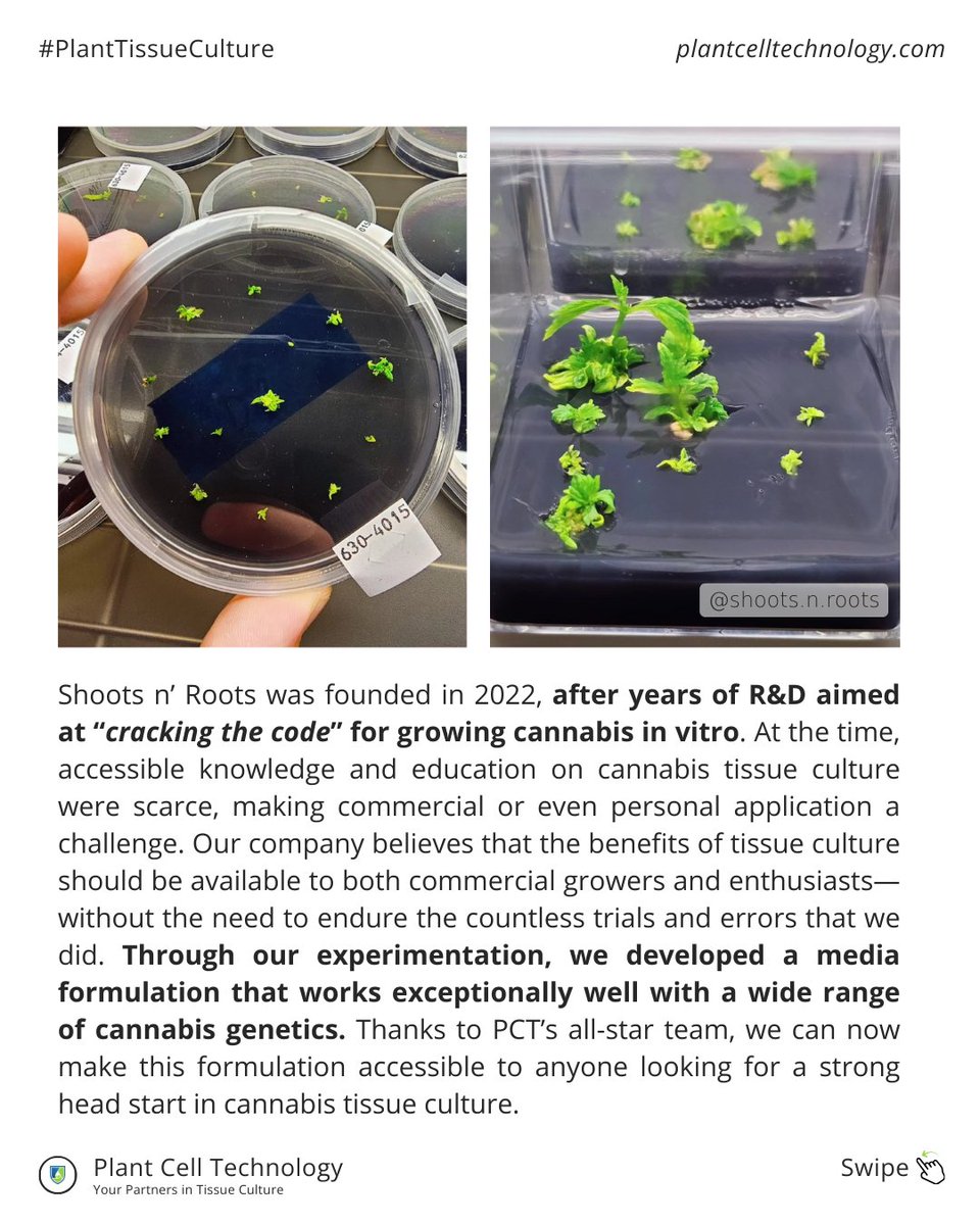 Plant Cell Technology News (@plantcellnews) on Twitter photo This month’s Cultivator Spotlight is shining bright from Sterling Heights, Michigan—meet Greg Borstelmann, founder of <a href="/shoots/">Laura Daniels</a>.n.roots, a “Spicy Tomatoes” tissue culture lab dedicated to helping growers and caretakers thrive with clean, healthy plant stock.
#tissueculture This month’s Cultivator Spotlight is shining bright from Sterling Heights, Michigan—meet Greg Borstelmann, founder of <a href="/shoots/">Laura Daniels</a>.n.roots, a “Spicy Tomatoes” tissue culture lab dedicated to helping growers and caretakers thrive with clean, healthy plant stock.
#tissueculture
