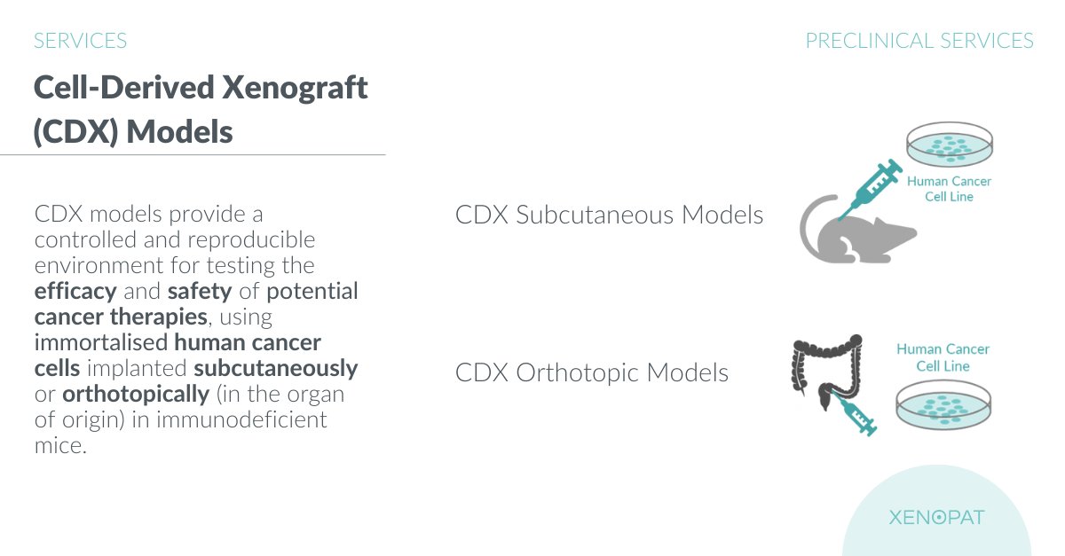 At Xenopat, we’re excited to share our CDX model services, designed to provide a controlled and reproducible environment for testing the #efficacy and #safety of potential #cancertherapies. 
#CDXModels #PreclinicalResearch