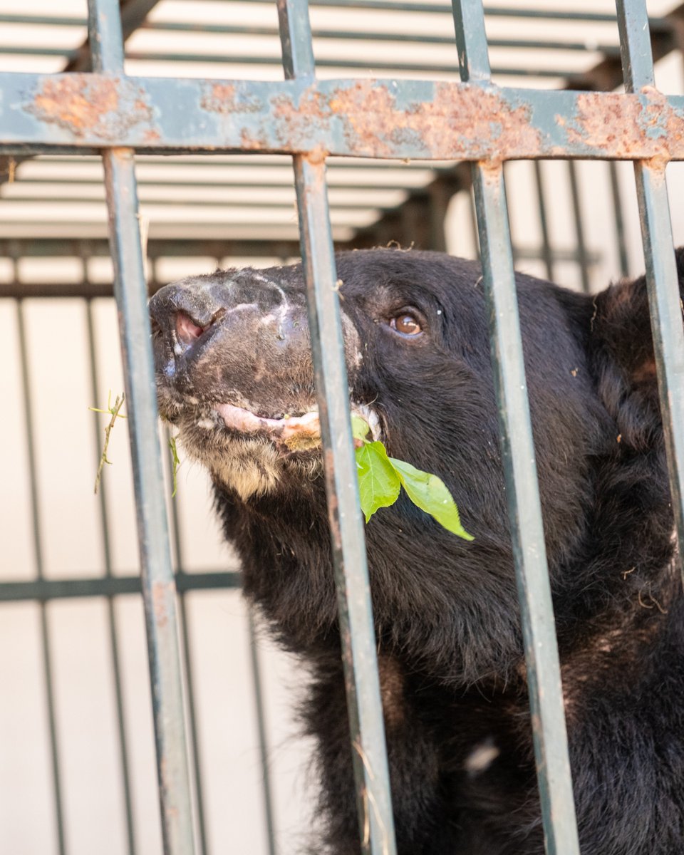 fourpawsint's tweet image. 🐻 An update you’ve been waiting for: Bears Rocky &amp;amp; Sunny! Rocky endured brutal bear-baiting fights, and Sunny was forced to dance for entertainment. At the beginning of March, the suffering ended. Our team did a thorough vet check, removed nose rings, &amp;amp; prepared a plan forward.