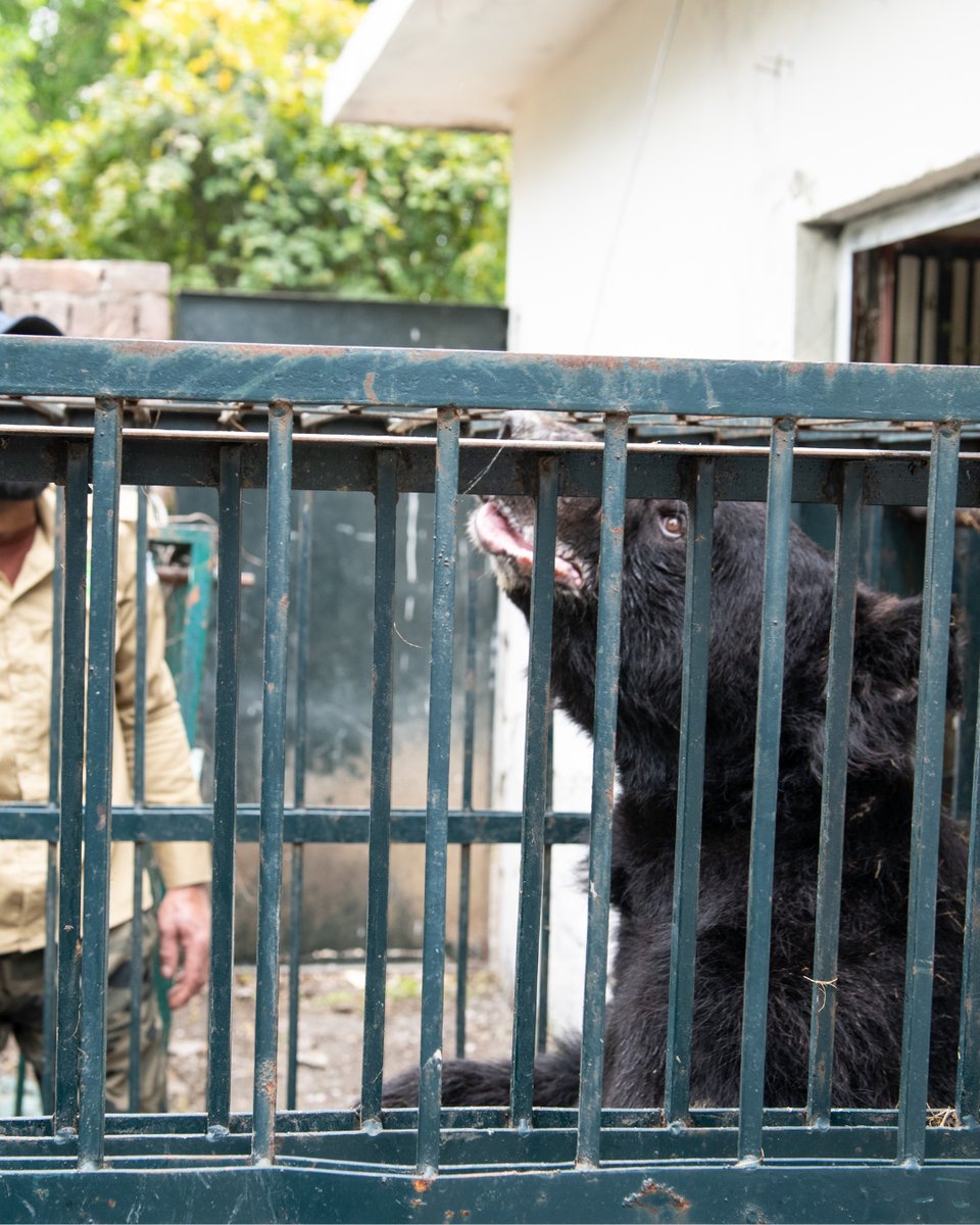 fourpawsint's tweet image. 🐻 An update you’ve been waiting for: Bears Rocky &amp;amp; Sunny! Rocky endured brutal bear-baiting fights, and Sunny was forced to dance for entertainment. At the beginning of March, the suffering ended. Our team did a thorough vet check, removed nose rings, &amp;amp; prepared a plan forward.