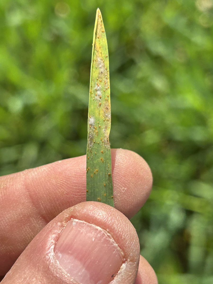 Olivier COSTE tweet media