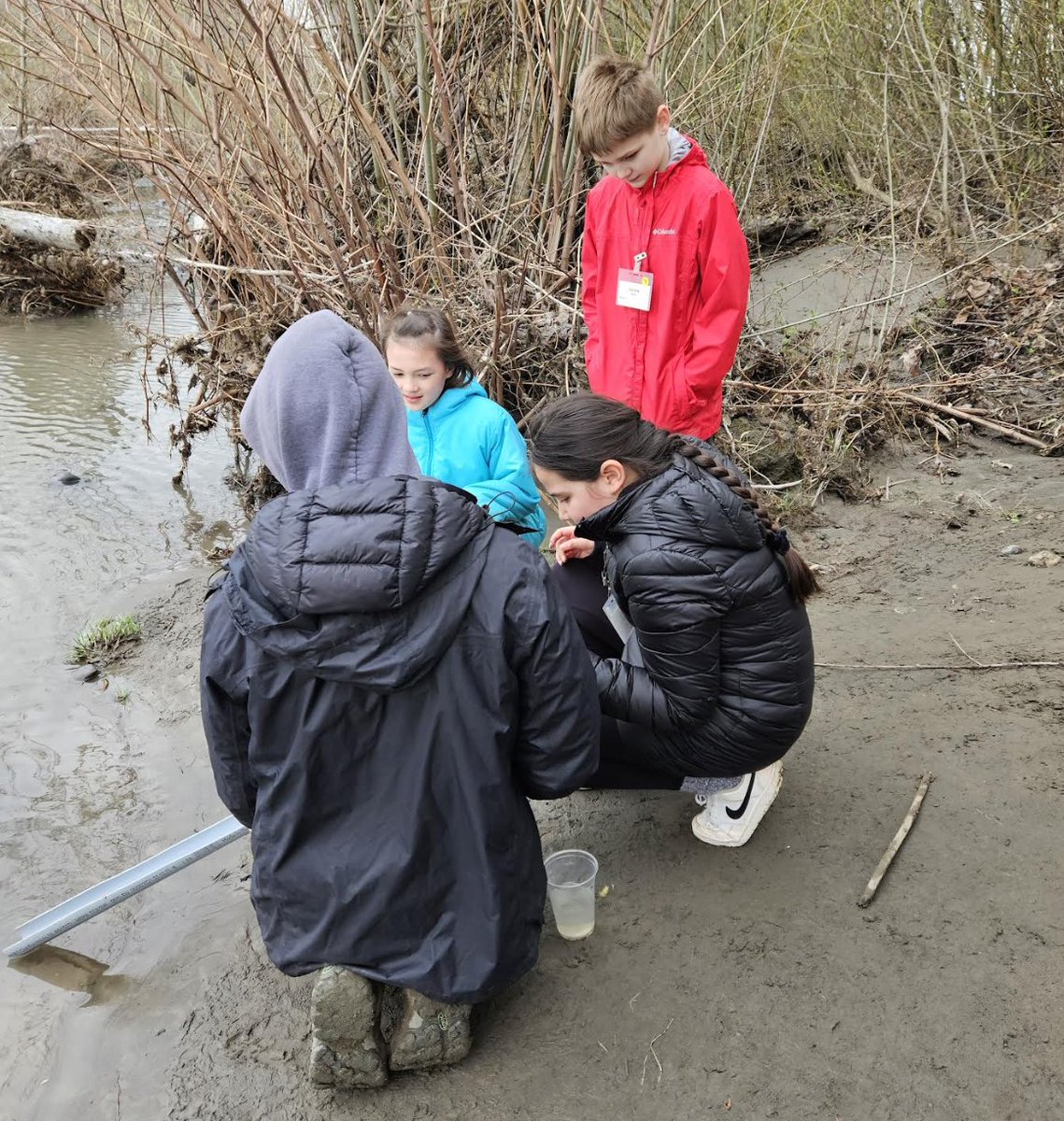 NVSchools's tweet photo. Everson Elementary students have been helping raise salmon in a school aquarium this school year. The students ventured to the Nooksack River on Friday to release the salmon. https://t.co/Ka6AxiE4yW