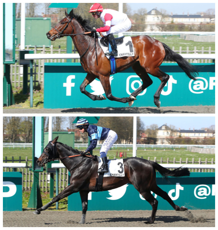 Equidia (@equidia) on Twitter photo ♂️🐴 Lauréats ce lundi à Chantilly, Chaumière de Pré et Forever Given sont frères !
♀️ 𝗙𝗮𝗻𝗴𝘀 est la mère du protégé de <a href="/gl_bietolini/">Gianluca Bietolini</a> et de l'atout de <a href="/PDecouz/">Philippe Decouz</a> ♂️🐴 Lauréats ce lundi à Chantilly, Chaumière de Pré et Forever Given sont frères !
♀️ 𝗙𝗮𝗻𝗴𝘀 est la mère du protégé de <a href="/gl_bietolini/">Gianluca Bietolini</a> et de l'atout de <a href="/PDecouz/">Philippe Decouz</a>