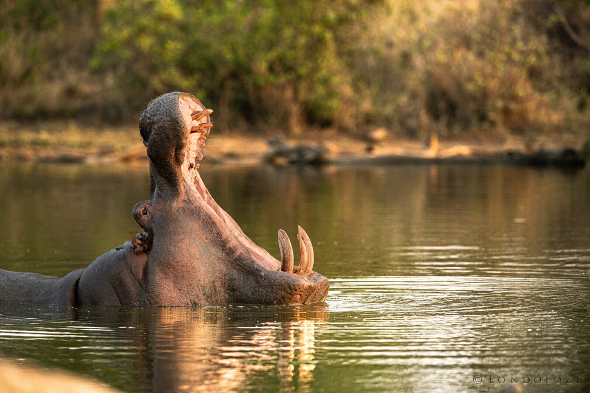 londolozi's tweet photo. The Crushing Power - Understanding Bite Forces in African Wildlife: https://t.co/qhAnsp5mQt
#londolozi #thelondolozieffect #relais #relaischateaux #wildlifeblog #luxurysafari #safari @relaischateaux โ #anoriginalway https://t.co/E2xpKDyTHr