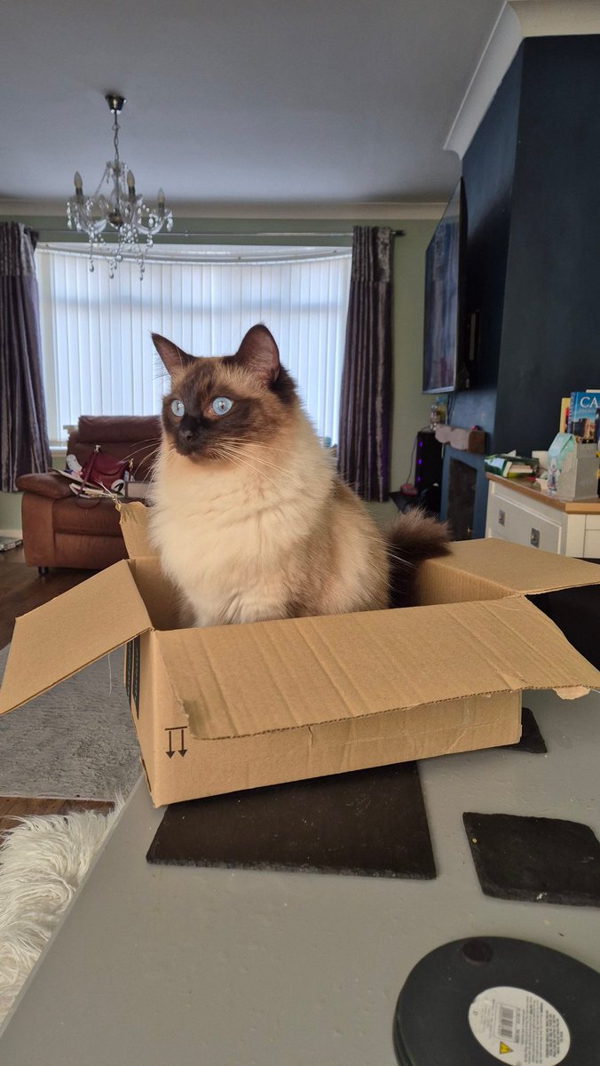 Susan's #CatOfTheDay is Boudicca.

Thank you <a href="/LeydenLisa/">Lisa Leyden</a> for sharing this pic!