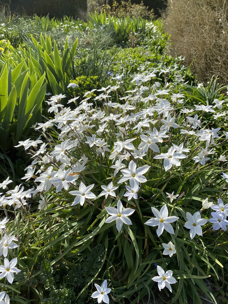 Hearing the birdsongs of a robin, thrush and blackbird today in the #BrockwellPark walled garden, alongside the occasional screech of a parakeet. There is also a clump of frogspawn in the ornamental pond - one to keep an eye on!