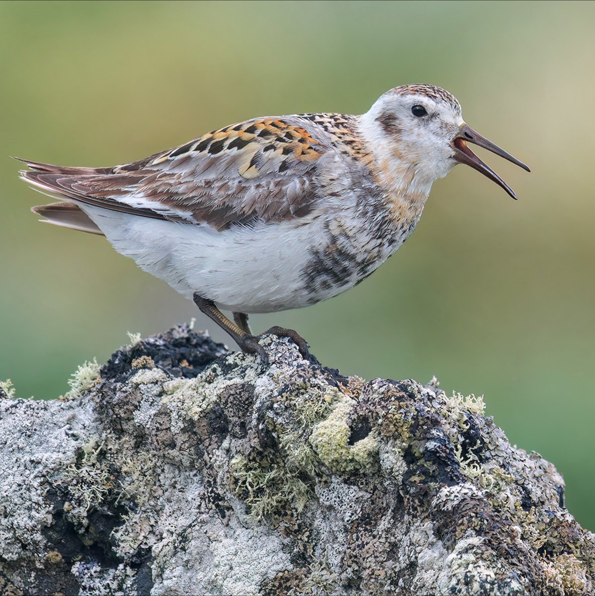 Wader Quest (@waderquest) on Twitter photo Did you know that you can join <a href="/waderquest/">Wader Quest</a> charity for as little as £10 a year as an individual.
Thank you!
Rock Sandpiper © Glenn Bartley Nature Photography
Be #inspired by #waders or #shorebirds
#conservation #charity
waderquest.net/product/member… Did you know that you can join <a href="/waderquest/">Wader Quest</a> charity for as little as £10 a year as an individual.
Thank you!
Rock Sandpiper © Glenn Bartley Nature Photography
Be #inspired by #waders or #shorebirds
#conservation #charity
waderquest.net/product/member…