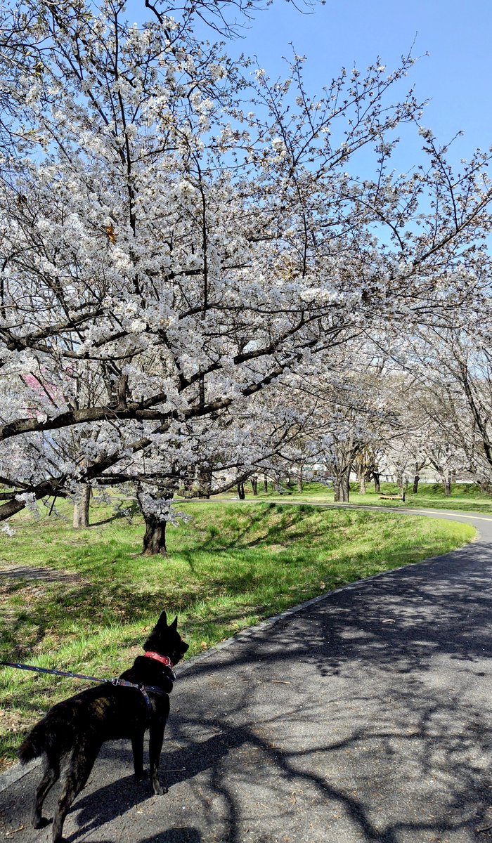 ジロくんとお花見🌸
フィラリアの薬をもらいに行ったら体重が１５．６kg
去年より２kg以上増えている💦
ご近所さんにも、太ったねーと言われたジロくん。
ダイエットしなきゃかな🤔
