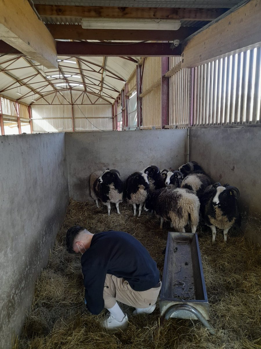 robertmoise_'s tweet photo. Many thanks to @AirfieldEstate for hosting me last week and allowing the collection of samples for a master's project using #metabarcoding to profile the gut microbiome of farm animals. 🧬 https://t.co/gDCh3OKnd5