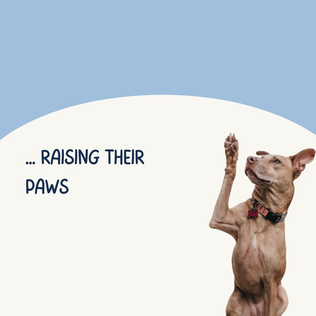 Healthy Pets Insurance tweet media