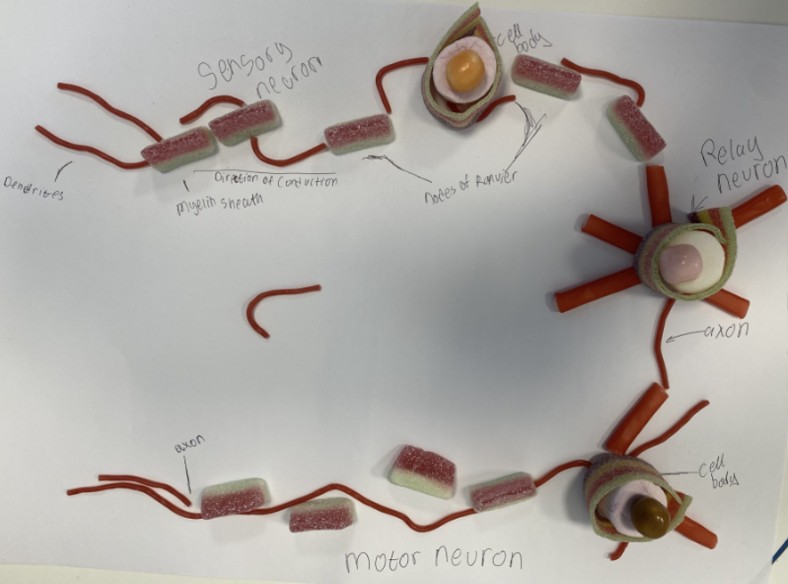 L6 found the tastiest way to learn about Neuron Structure in #QASPsychology, bringing out the sweet jar to build these diagrams!

#QASFierceMinds #QASL6