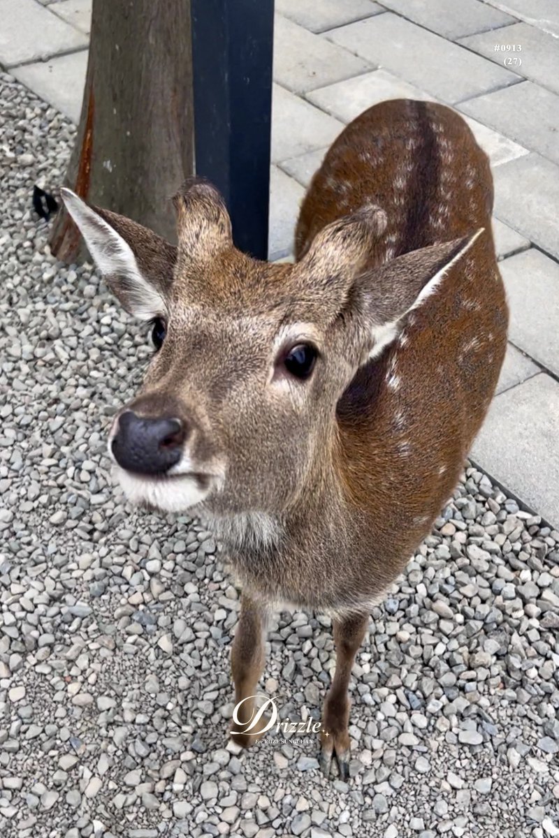 250401 #AprilFoolsDay ✨🦌

#성찬 #SUNGCHAN #ソンチャン 
#라이즈 #RIIZE #ライズ #만우절