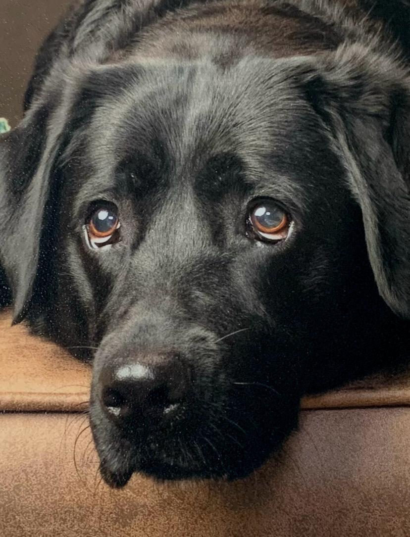 NHS England (@nhsengland) on Twitter photo Finally, we showcased Kimmy, the therapy dog who recently helped Mike take his first steps after he suffered a stroke.
Great work, Kimmy, and the therapy team at <a href="/UHSFT/">University Hospital Southampton 💙</a>.
🐾 Finally, we showcased Kimmy, the therapy dog who recently helped Mike take his first steps after he suffered a stroke.
Great work, Kimmy, and the therapy team at <a href="/UHSFT/">University Hospital Southampton 💙</a>.
🐾