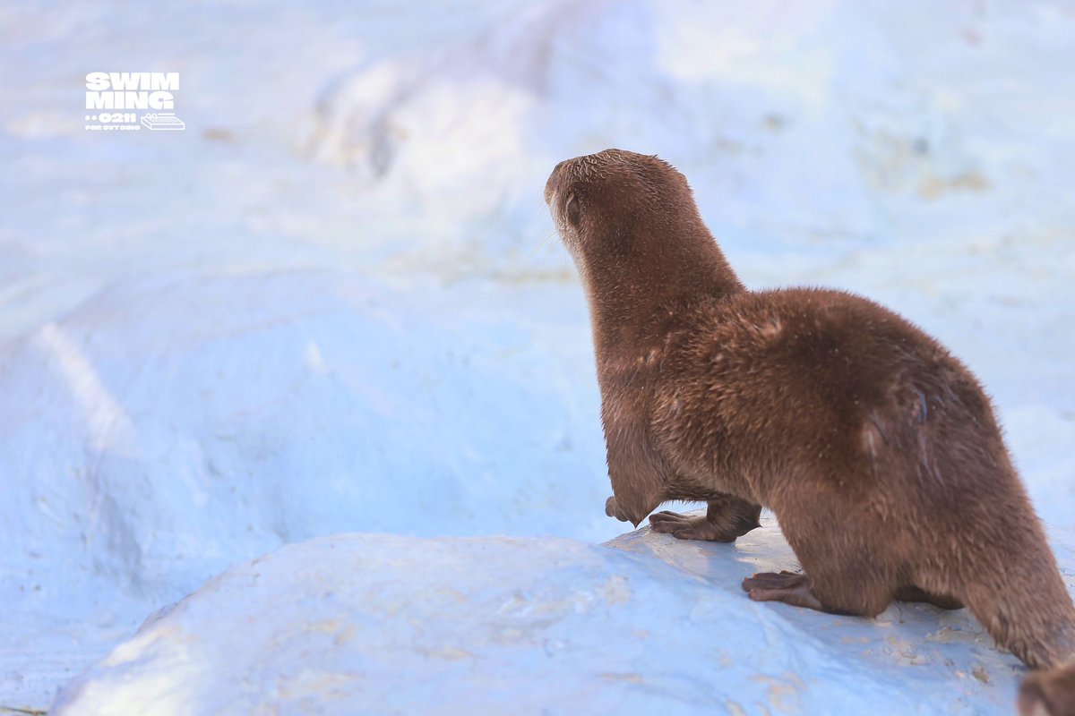 SWIMMING🦦 tweet media