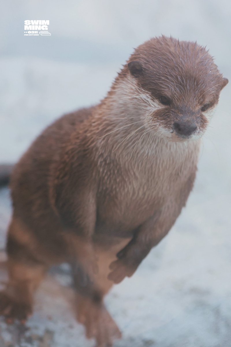 SWIMMING🦦 tweet media