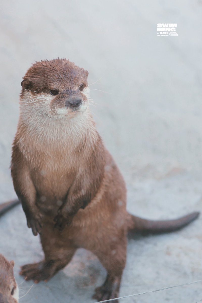 SWIMMING🦦 tweet media