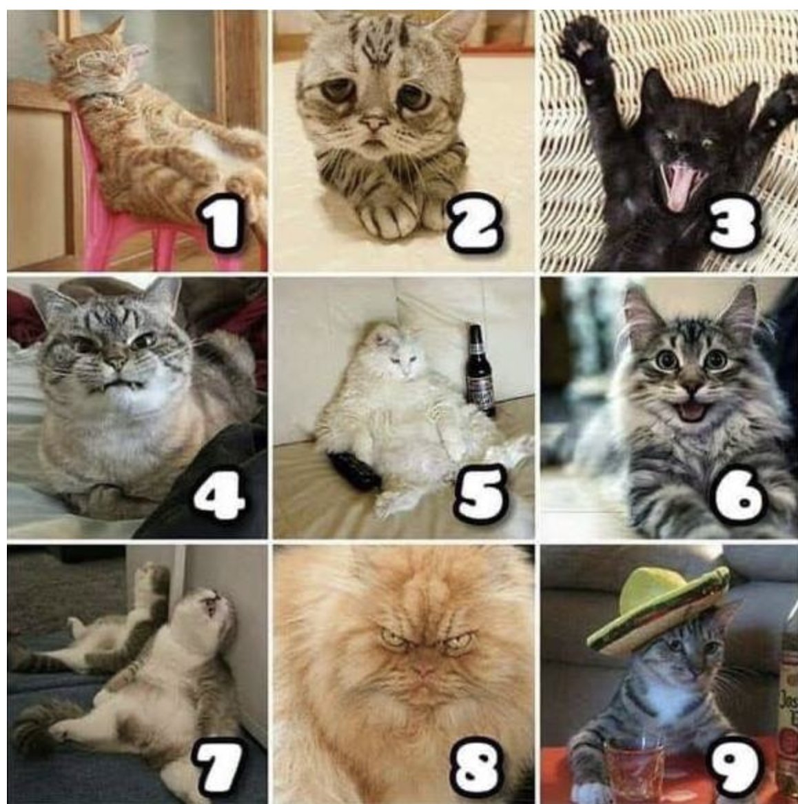 USUHotel's tweet photo. Mental mood checkpoint! University Inn cares about you. On a scale of cats, how are you feeling today? #UniversityInn #StayWithUs #CatTastic https://t.co/7OF7YnUm2u