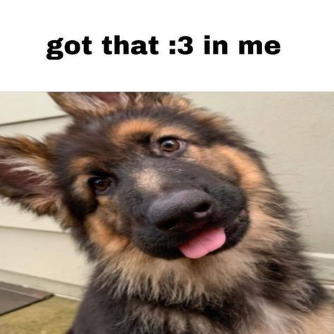 out of context dogs (@contextdogs) on Twitter photo 