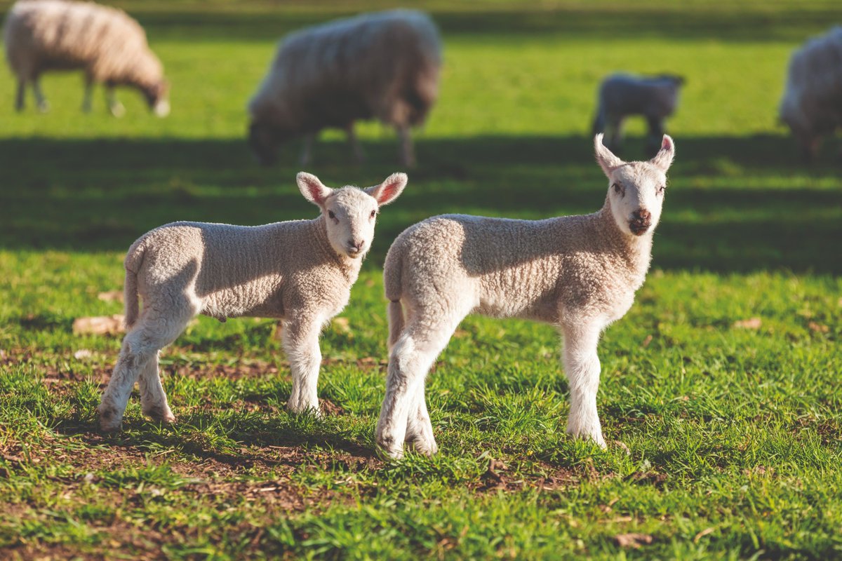 Vet Record (@vet_record) on Twitter photo Suspected cases of Schmallenberg appear to be on the rise, including in areas of the UK where the disease has not been reported before. Read more at ow.ly/xHO250VrC3V Suspected cases of Schmallenberg appear to be on the rise, including in areas of the UK where the disease has not been reported before. Read more at ow.ly/xHO250VrC3V