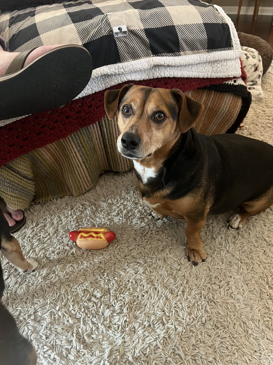 hamanthabb's tweet image. gave crimson a hot dog