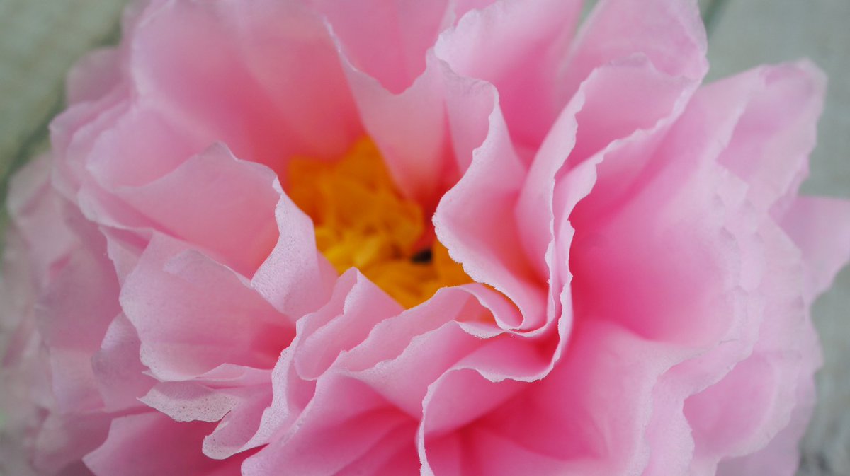 chriscraftuk's tweet image. Create your own perfect peonies using tissue paper and a very old technique that all kids used to know!

Easy  to follow instructions and a video tutorial for free at christines-crafts.com/how-to-make-ti…

#paperflowers #tissuepaper #tissuepaperflowers