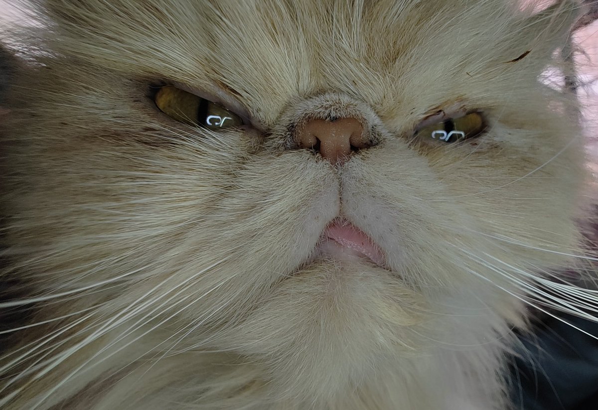 Subject: Telli.
Title: Tongue sticking out.
#cat #cats #CatsOfX
#HereThereBeCats