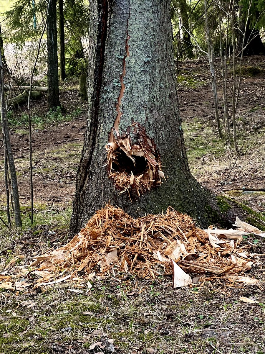 Yrityksen puutteesta ei voi syyttää 🇫🇮