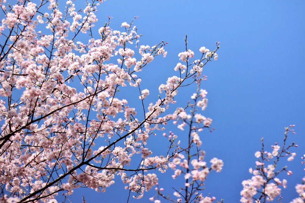 日曜日☀リトミック研修からの上野でパシャリ📸リトミック研修楽しかった😊
#カメラ #リトミック研修
 #カメラ女子 #上野 #上野公園 #桜 #サクラ