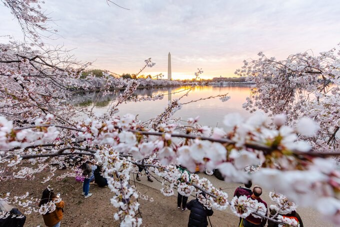 capitalweather's tweet photo. We asked for reader photos of the cherry blossoms and got an INCREDIBLE response with hundreds of submissions. Here are several of our favorites.

📷 @AustinDeSisto (top left), @norahpatrick (top right), Amy Komaily (bottom left) and Karen Brogan Photography (bottom right) https://t.co/vWF3KKNgn0