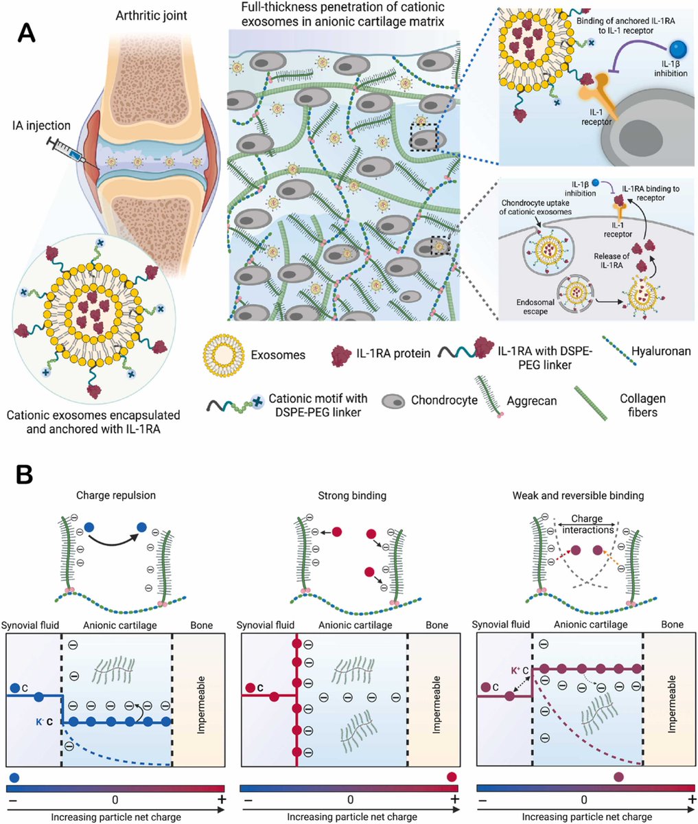 Bajpayee Lab (@bajpayeelab) on Twitter photo We are thrilled to share our latest work on surface-engineered exosomes for sustained interleukin-1 receptor antagonist (IL-1RA) delivery to cartilage via electrostatic interactions, now published in Osteoarthritis and Cartilage! <a href="/OACJournal/">Osteoarthritis and Cartilage Journals</a> Check it out! sciencedirect.com/science/articl… We are thrilled to share our latest work on surface-engineered exosomes for sustained interleukin-1 receptor antagonist (IL-1RA) delivery to cartilage via electrostatic interactions, now published in Osteoarthritis and Cartilage! <a href="/OACJournal/">Osteoarthritis and Cartilage Journals</a> Check it out! sciencedirect.com/science/articl…