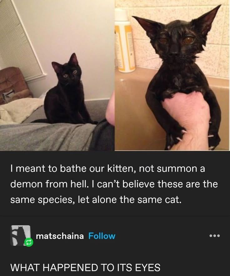 Posts Of Cats (@postsofcats) on Twitter photo 