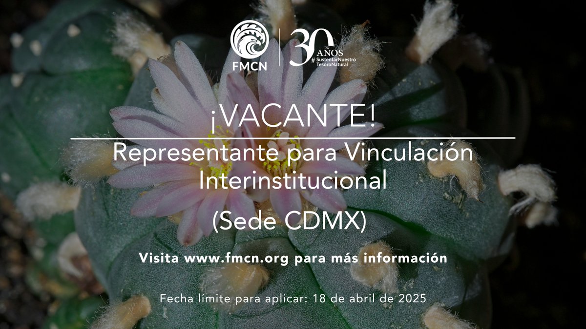 FondoMexicano's tweet photo. 🤝💚 Tenemos una vacante disponible: 𝘙𝘦𝘱𝘳𝘦𝘴𝘦𝘯𝘵𝘢𝘯𝘵𝘦 𝘱𝘢𝘳𝘢 𝘝𝘪𝘯𝘤𝘶𝘭𝘢𝘤𝘪ó𝘯 𝘐𝘯𝘵𝘦𝘳𝘪𝘯𝘴𝘵𝘪𝘵𝘶𝘤𝘪𝘰𝘯𝘢𝘭.  💼💚
📅 Aplica antes del 18 de abril.
🔗 Consulta la convocatoria: https://t.co/JY5fvjxlQ3
¡Postúlate o comparte! 🌿 https://t.co/Z87NfGlhXS