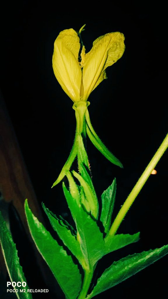 Paint your world yellow
#naturephotography 
#naturelovers 
#youthempowerment 
#environmentday 
#flowers 
#photoshoot 
#camera
#medicinaluses