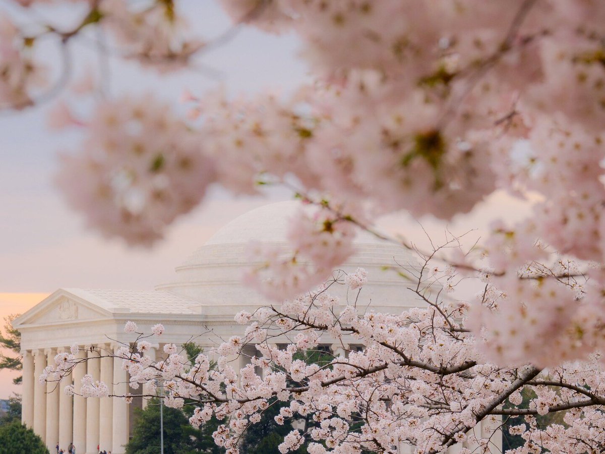 capitalweather's tweet photo. We asked for reader photos of the cherry blossoms and got an INCREDIBLE response with hundreds of submissions. Here are several of our favorites.

📷 @AustinDeSisto (top left), @norahpatrick (top right), Amy Komaily (bottom left) and Karen Brogan Photography (bottom right) https://t.co/vWF3KKNgn0