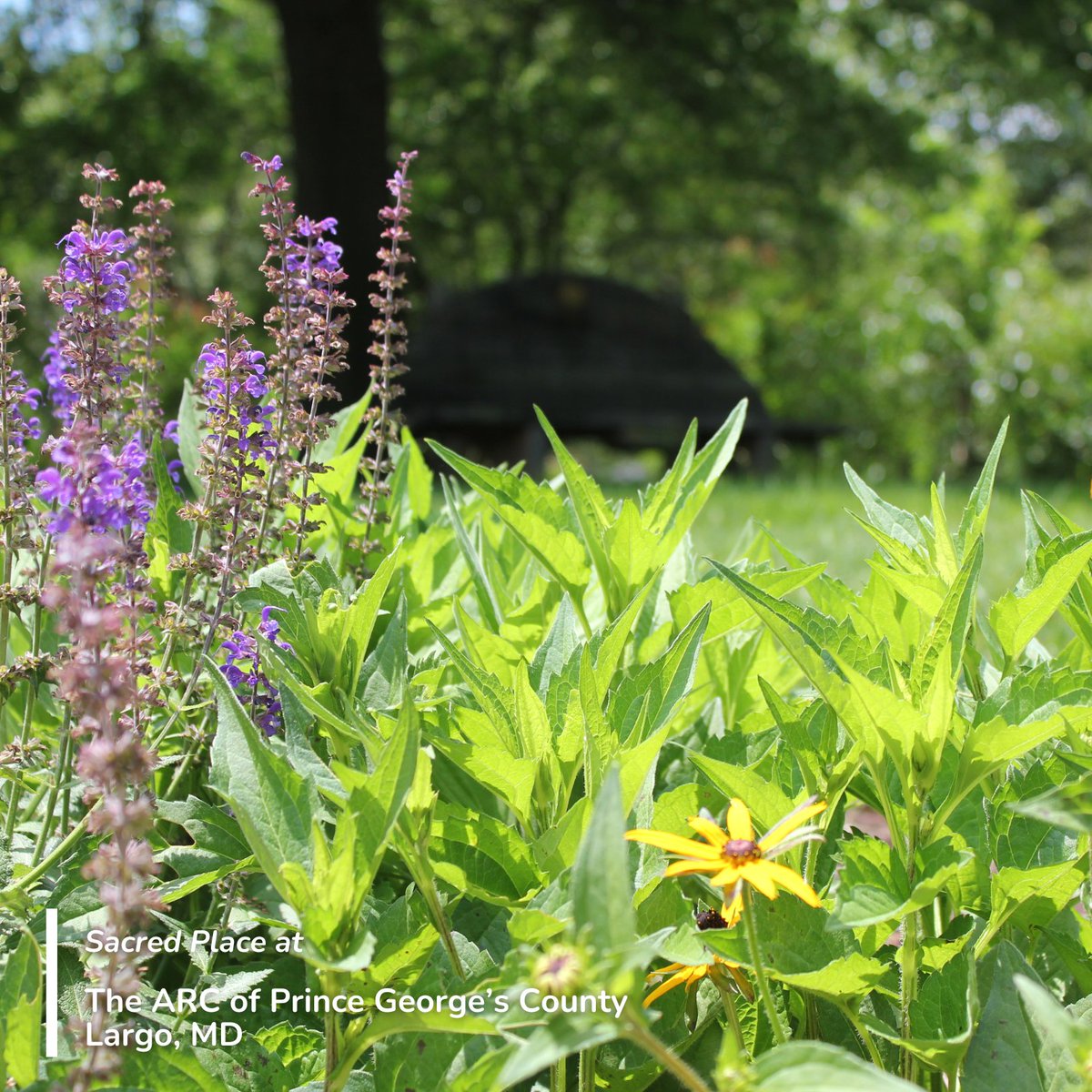 NatureSacred's tweet image. The Arc of Prince George’s County in Largo, MD, supports adults and children with #DevelopmentalDisabilities. #NatureSacred worked with The Arc to design a sensory garden that would provide access to the healing power of #nature.