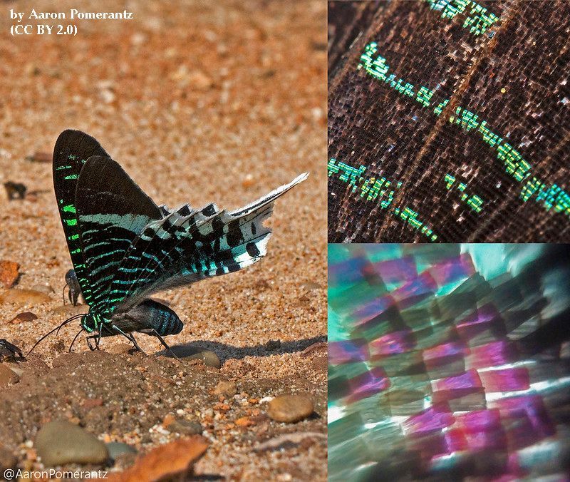 "If a butterfly 🦋 loses the dust from its wings, it cannot fly."

Truth ✅ or myth ❌?

MYTH ❌: Butterflies have wings covered with scales that are continously shedding. In fact, what could affect their ability to fly is mishandling, which can tear or break their wings ✂️.