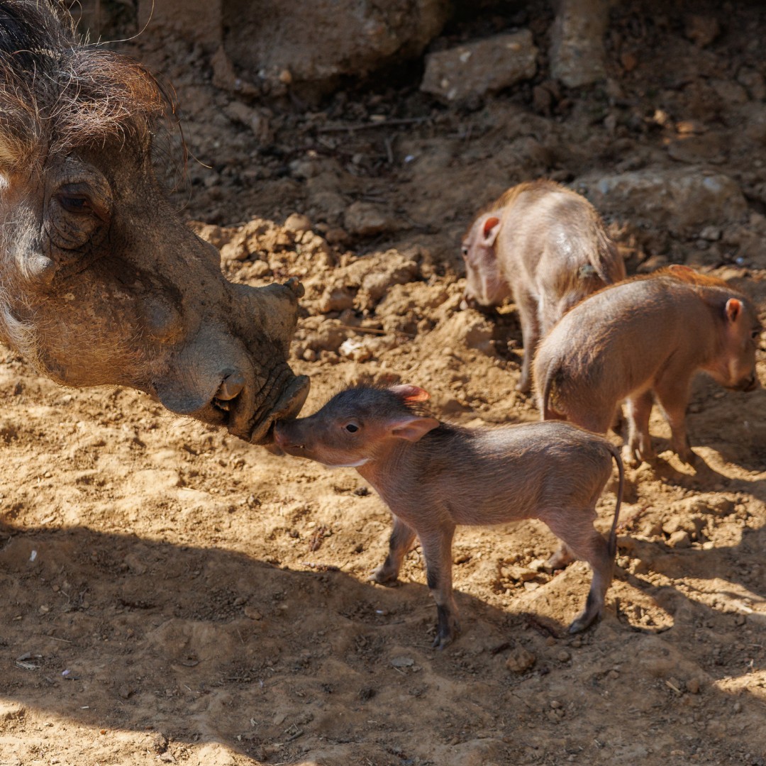 🌸 Spring is in the air, which means it's baby animal season at Colchester Zoo! 🐣✨

March has brought with it three tiny hoglets! 🐗 and a pair of white-lipped tamarin twins! 🐒 

We're not sure which is more adorable!