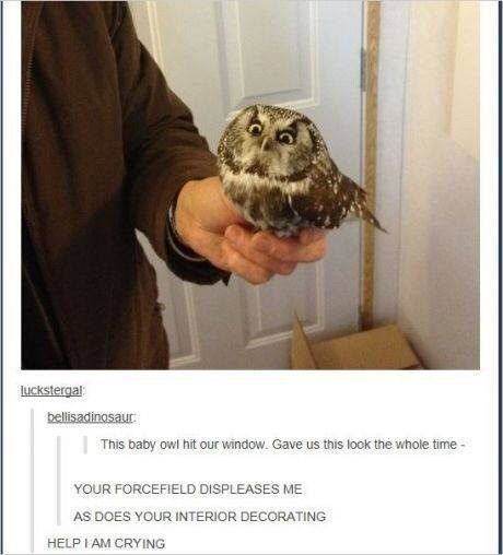 WholesomeMeme's tweet image. 