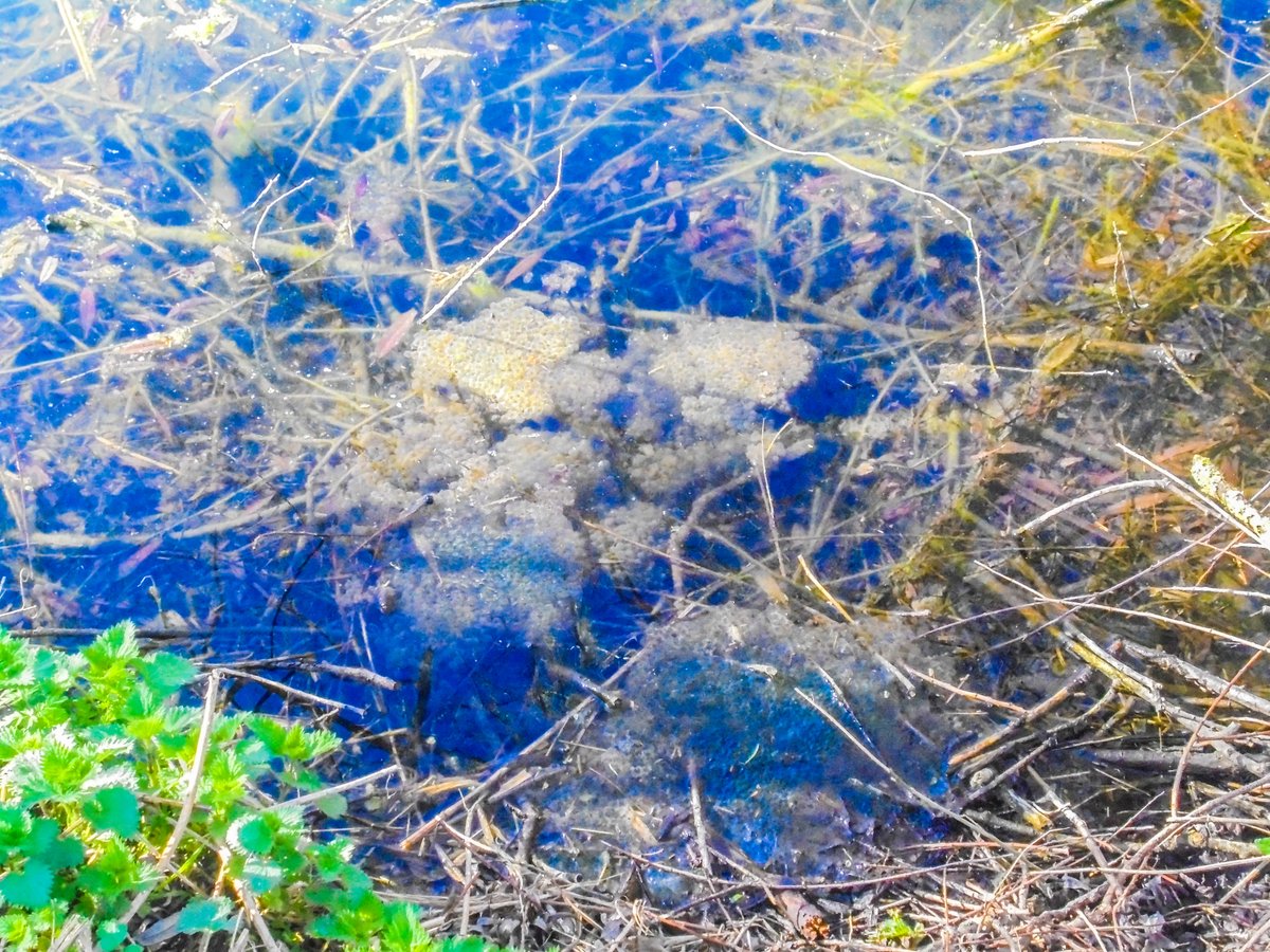 Friends of the River Granta ,FROG (@ofgranta) on Twitter photo This is frog spawn in the pond at the Pocket Park in Linton. <a href="/Freshwaterhabs/">Freshwater Habitats Trust</a> <a href="/froglifers/">Froglife</a> <a href="/ARC_Bytes/">Amphibian and Reptile Conservation</a> #frogspawn #nature #Cambridgeshire This is frog spawn in the pond at the Pocket Park in Linton. <a href="/Freshwaterhabs/">Freshwater Habitats Trust</a> <a href="/froglifers/">Froglife</a> <a href="/ARC_Bytes/">Amphibian and Reptile Conservation</a> #frogspawn #nature #Cambridgeshire
