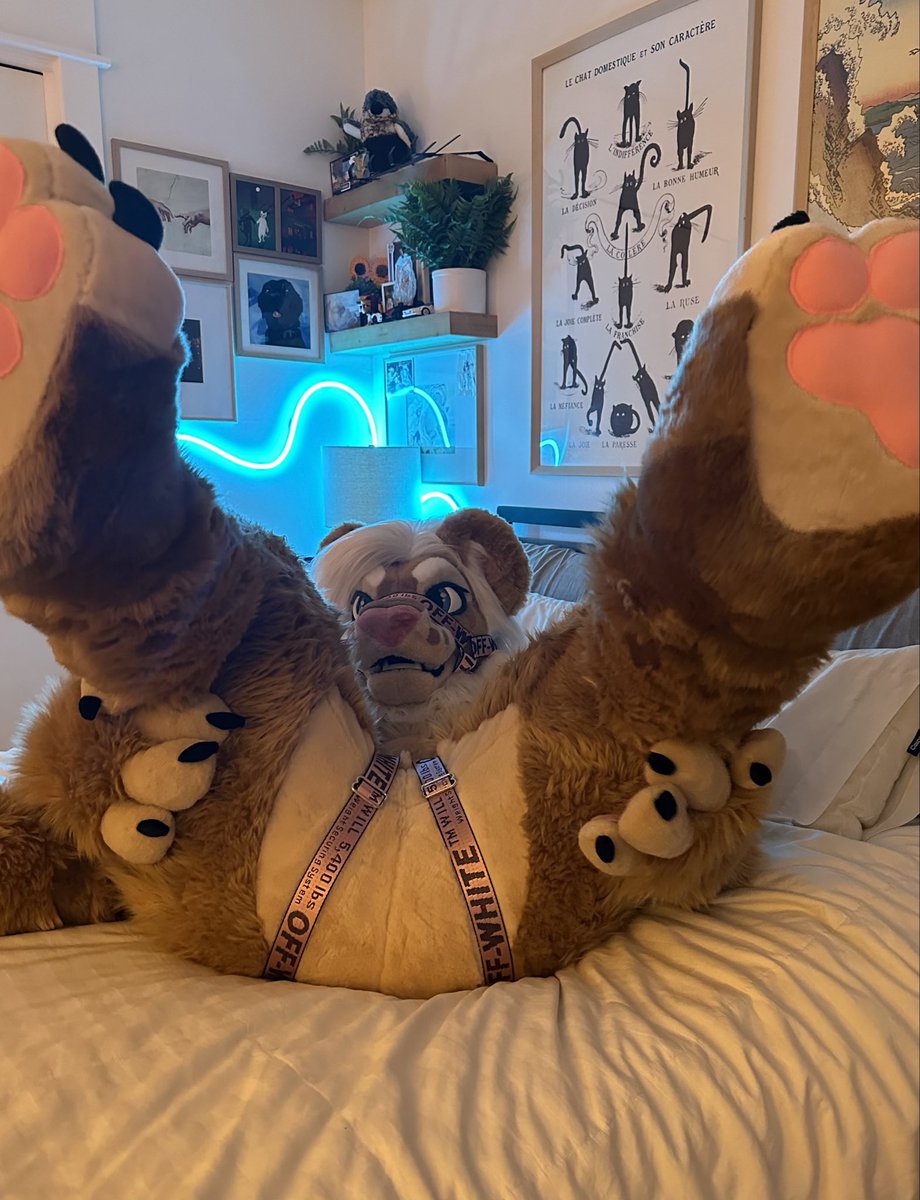 Dude I thought lions were supposed to be serious and scary