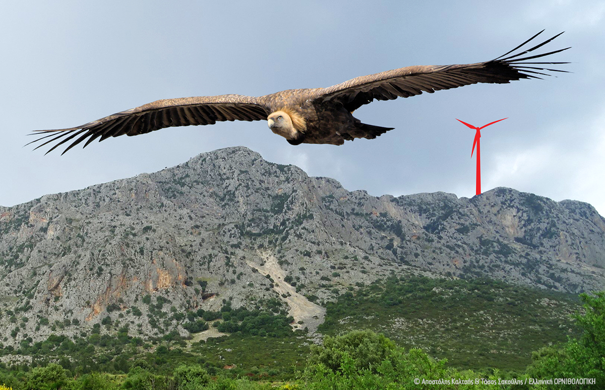 ornithologiki's tweet photo. ‼️Νέα εξοργιστικά στοιχεία στο φως για τα #Αιολικά στα #Ακαρνανικά:
⚠️ Μεγάλες εταιρείες πίσω από τις "Ενεργειακές Κοινότητες"!

Με σκανδαλώδεις μεθ��δεύσεις παρακάμφθηκε η Νομοθεσία για έργα ΑΠΕ τέτοιου μεγέθους, στην καρδιά της περιοχής #NATURA:
⚠️👉 https://t.co/aV3LPVRpFP https://t.co/v7iEDDb2jh