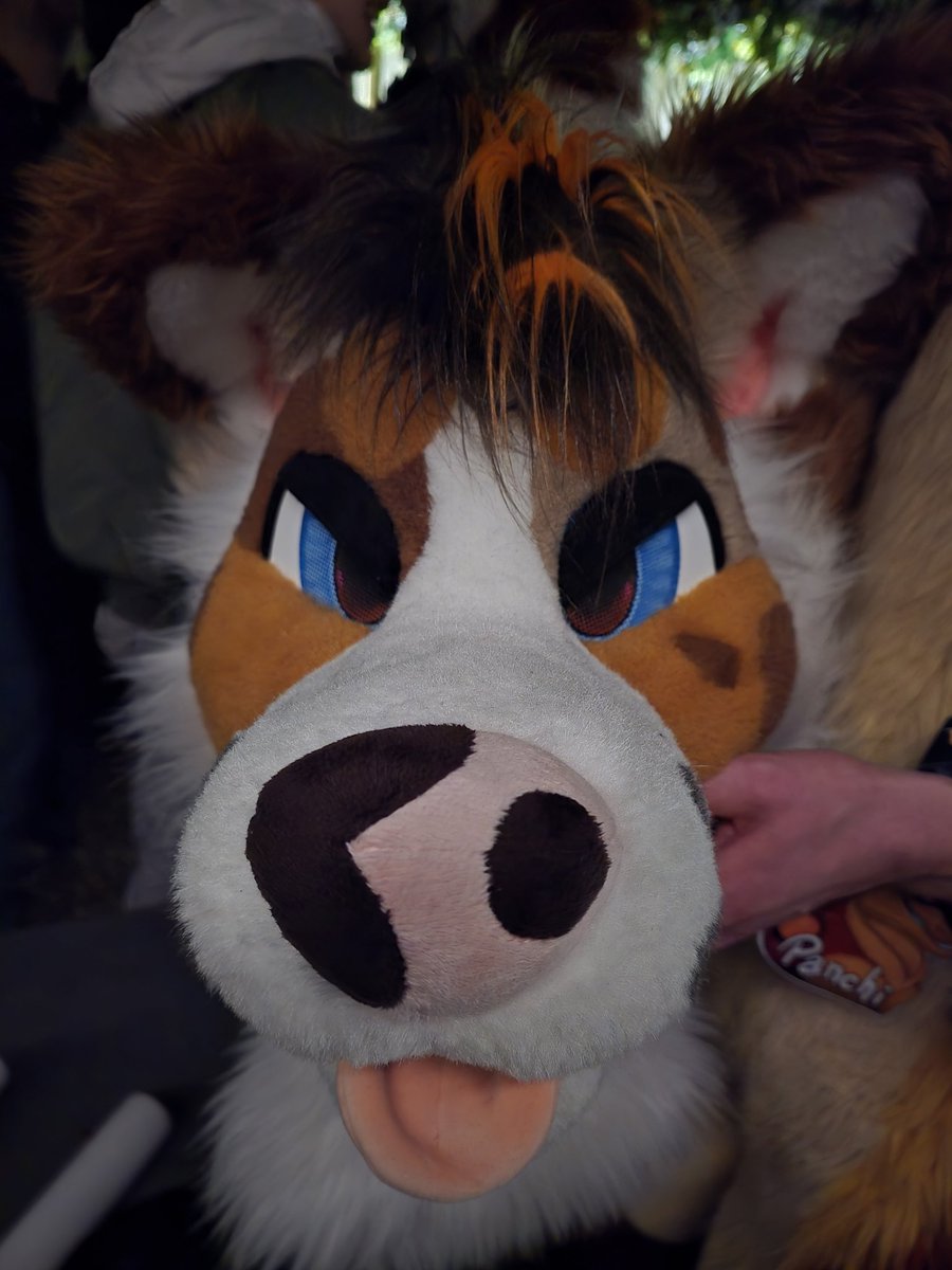 Lexie Doggo tweet media