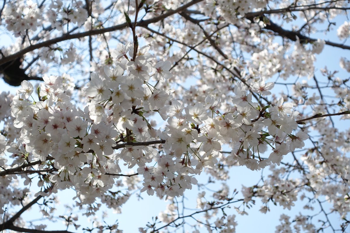sean_dsn's tweet image. 桜

2025.03.30 / DSC-RX100M3