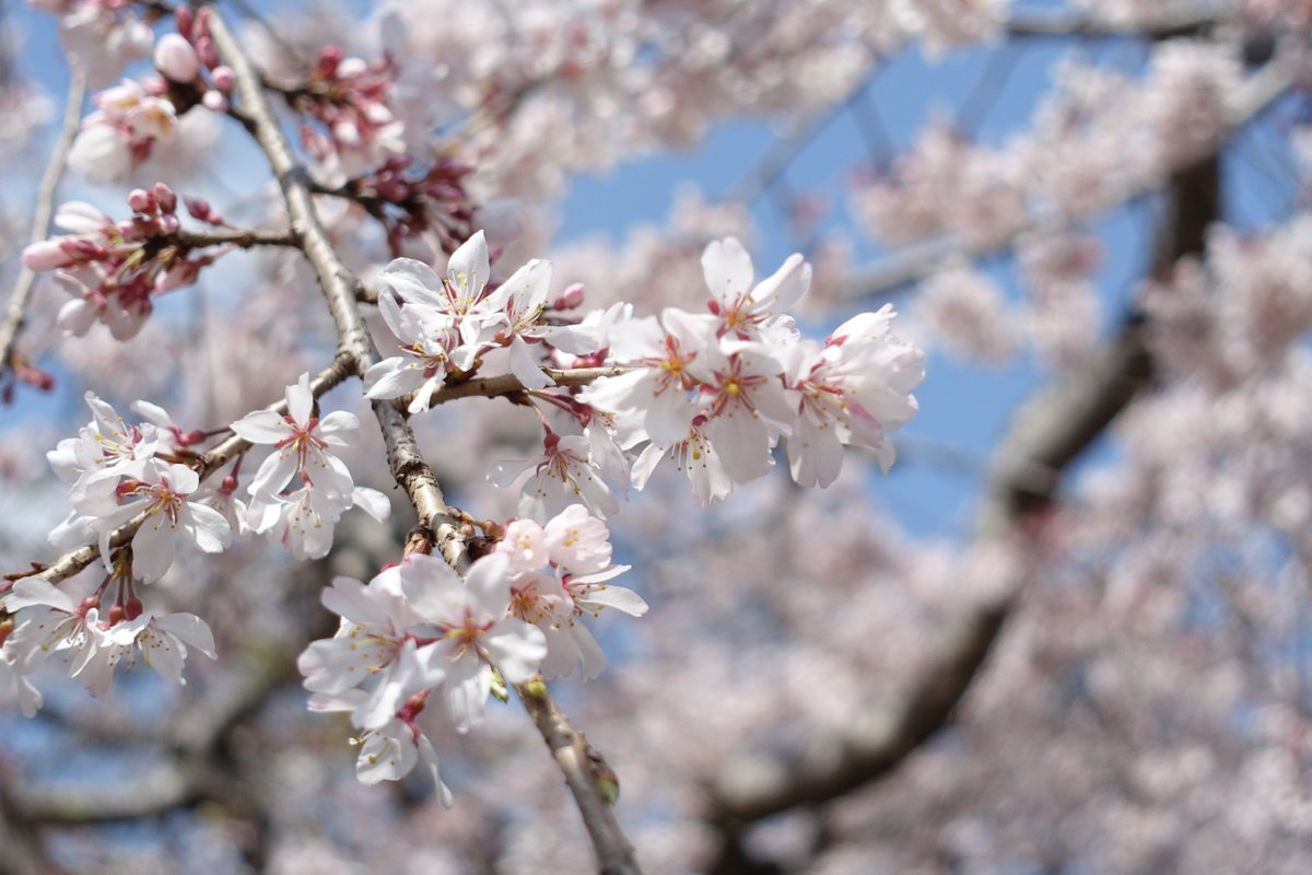 sean_dsn's tweet image. 桜

2025.03.30 / DSC-RX100M3