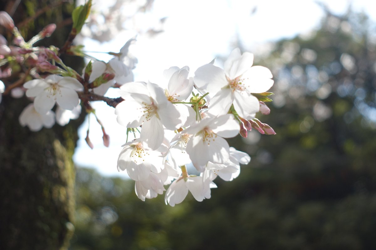 sean_dsn's tweet image. 桜

2025.03.30 / DSC-RX100M3