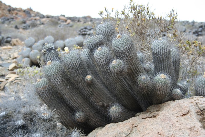 IUCN Species Survival Commission (@iucnssc) on Twitter photo 🔊Announcement!
A new conservation plan outlines measures to support the recovery of Copiapoa cacti, a highly threatened group of plants found only in Chile’s hyper-arid Atacama Desert. Read: tinyurl.com/25ztksby
<a href="/IUCNRedList/">IUCN Red List</a> <a href="/chesterzoo/">Chester Zoo</a> <a href="/CssgSsc/">IUCN Cactus and Succulent Plants Specialist Group</a> <a href="/IUCN_CPSG/">IUCN CPSG</a> #WeAreSSC 🔊Announcement!
A new conservation plan outlines measures to support the recovery of Copiapoa cacti, a highly threatened group of plants found only in Chile’s hyper-arid Atacama Desert. Read: tinyurl.com/25ztksby
<a href="/IUCNRedList/">IUCN Red List</a> <a href="/chesterzoo/">Chester Zoo</a> <a href="/CssgSsc/">IUCN Cactus and Succulent Plants Specialist Group</a> <a href="/IUCN_CPSG/">IUCN CPSG</a> #WeAreSSC